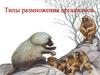 Типы размножения организмов