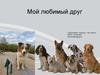 Мой любимый друг. Собака