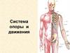 Система опоры и движения