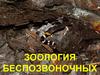 Зоология беспозвоночных
