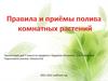 Правила и приёмы полива комнатных растений