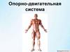 Опорно-двигательная система человека