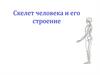 Скелет человека, его строение и значение  (9 класс)