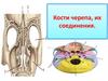 Кости черепа, их соединения