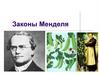 Законы Менделя. Особенности опытов Менделя