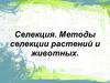 Селекция. Методы селекции растений и животных