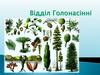 Відділ Голонасінні
