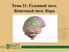 Головной мозг. Конечный мозг. Кора. Тема 31