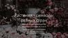 Растения - символы разных стран