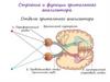 Строение и функции зрительного анализатора