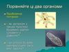 Амеба, інфузорія-одноклітинні тварини (середовища існування, процеси життєдіяльності, будова, роль у природі)
