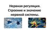Нервная регуляция. Строение и значение нервной системы