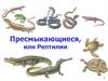 Класс Пресмыкающиеся, или Рептилии