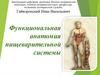 Функциональная анатомия пищеварительной системы