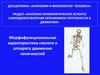 Морфофункциональная характеристика скелета и аппарата движения конечностей