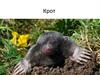 Крот
