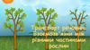 Транспорт речовин. Взаємозв'язки між різними частинами рослин