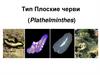 Тип Плоские черви (Plathelminthes)
