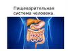 Пищеварительная система человека