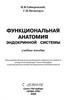 Анатомия эндокринных органов