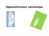 Одноклеточные организмы