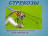 Стрекозы. Виды стрекоз  (7 класс)