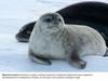 Животное тюлень