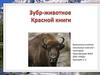 Зубр - животное Красной книги