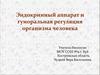 Эндокринный аппарат и гуморальная регуляция организма человека