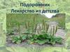Подорожник. Лекарство из детства