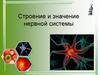 Строение и значение нервной системы