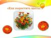 Экологическая деятельность для детей старшего возраста "Как вырастить цветы?"