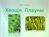 Хвощи. Плауны