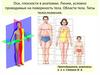 Оси, плоскости в анатомии. Линии, условно проводимые на поверхность тела. Области тела. Типы телосложения