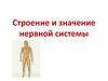 Строение и значение нервной системы