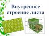 Внутреннее строение листа