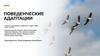 Поведенческие адаптации