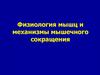 Физиология мышц и механизмы мышечного сокращения  (лекция 4)