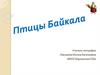 Птицы Байкала