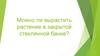 Проект "Можно ли вырастить растение в закрытой стеклянной банке?"