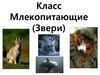 Класс Млекопитающие (Звери)