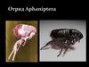 Отряд Aphaniptera