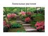 Ампельные растения