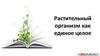 Растительный организм как единое целое