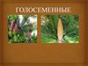 Голосеменные растения