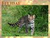 Felidae