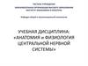 Анатомия и физиология центральной нервной системы