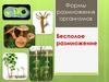 Формы размножения организмов. Бесполое размножение