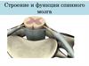 Строение и функции спинного мозга
