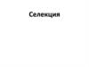 Селекция